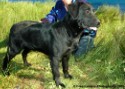 Mutt Conformation 2.jpg